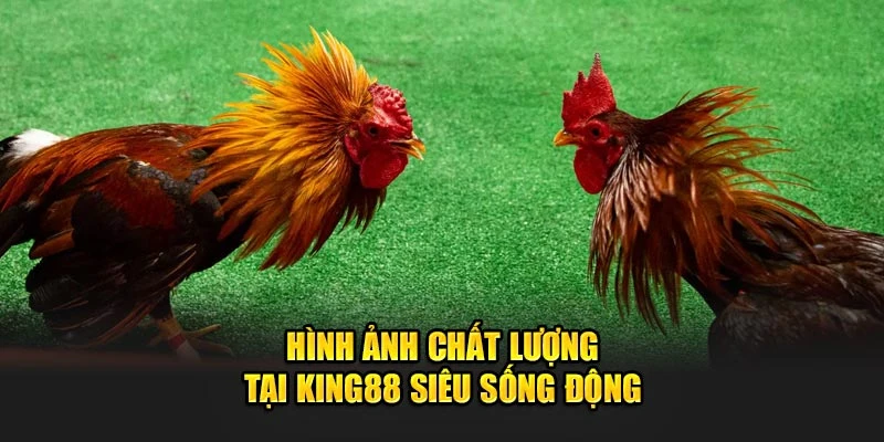 Trải Nghiệm Khán Đài Đá Gà Cựa Sắt Siêu Sôi Động, Siêu Căng Thẳng! Tại King88