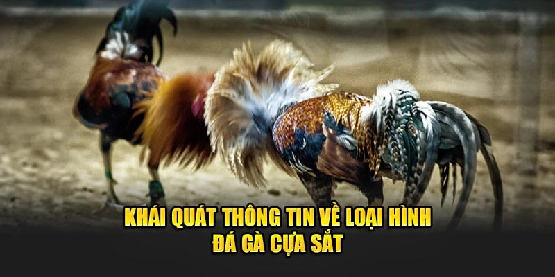 Trải Nghiệm Khán Đài Đá Gà Cựa Sắt Siêu Sôi Động, Siêu Căng Thẳng! Tại King88