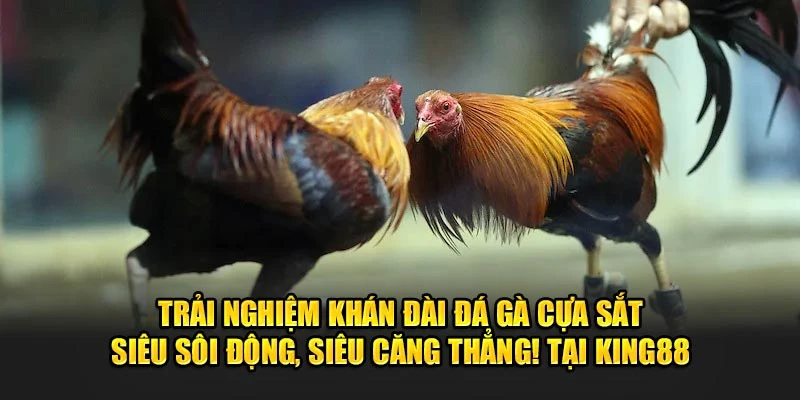 Trải Nghiệm Khán Đài Đá Gà Cựa Sắt Siêu Sôi Động, Siêu Căng Thẳng! Tại King88