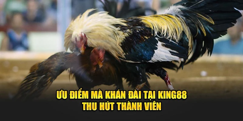 Trải Nghiệm Khán Đài Đá Gà Cựa Sắt Siêu Sôi Động, Siêu Căng Thẳng! Tại King88