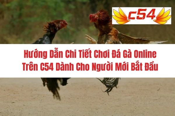 Hướng Dẫn Chi Tiết Chơi Đá Gà Online Trên C54 Dành Cho Người Mới Bắt Đầu