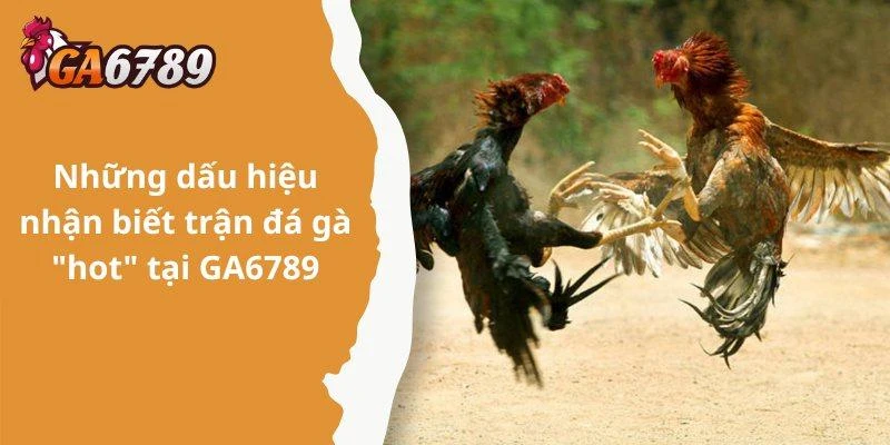 Những dấu hiệu nhận biết trận đá gà "hot" tại GA6789